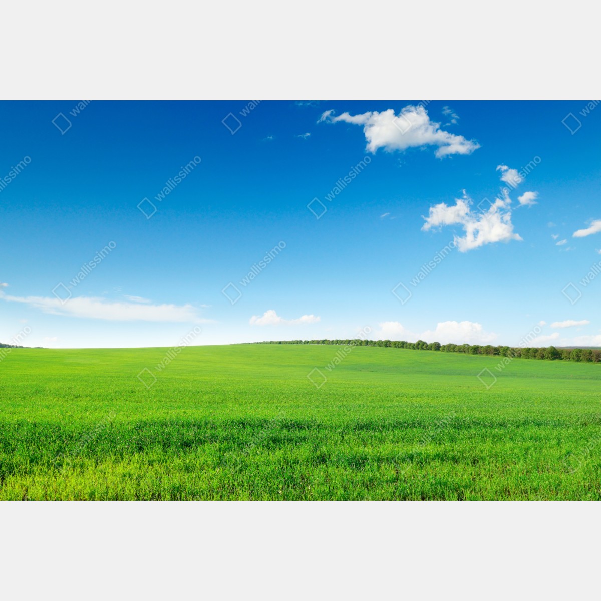 Naklejka repozycjonowalna spokojna zielona łąka pod niebieskim niebem – Wallissimo® Naklejka repozycjonowalna spokojna zielona łąka pod niebieskim niebem – Wallissimo®