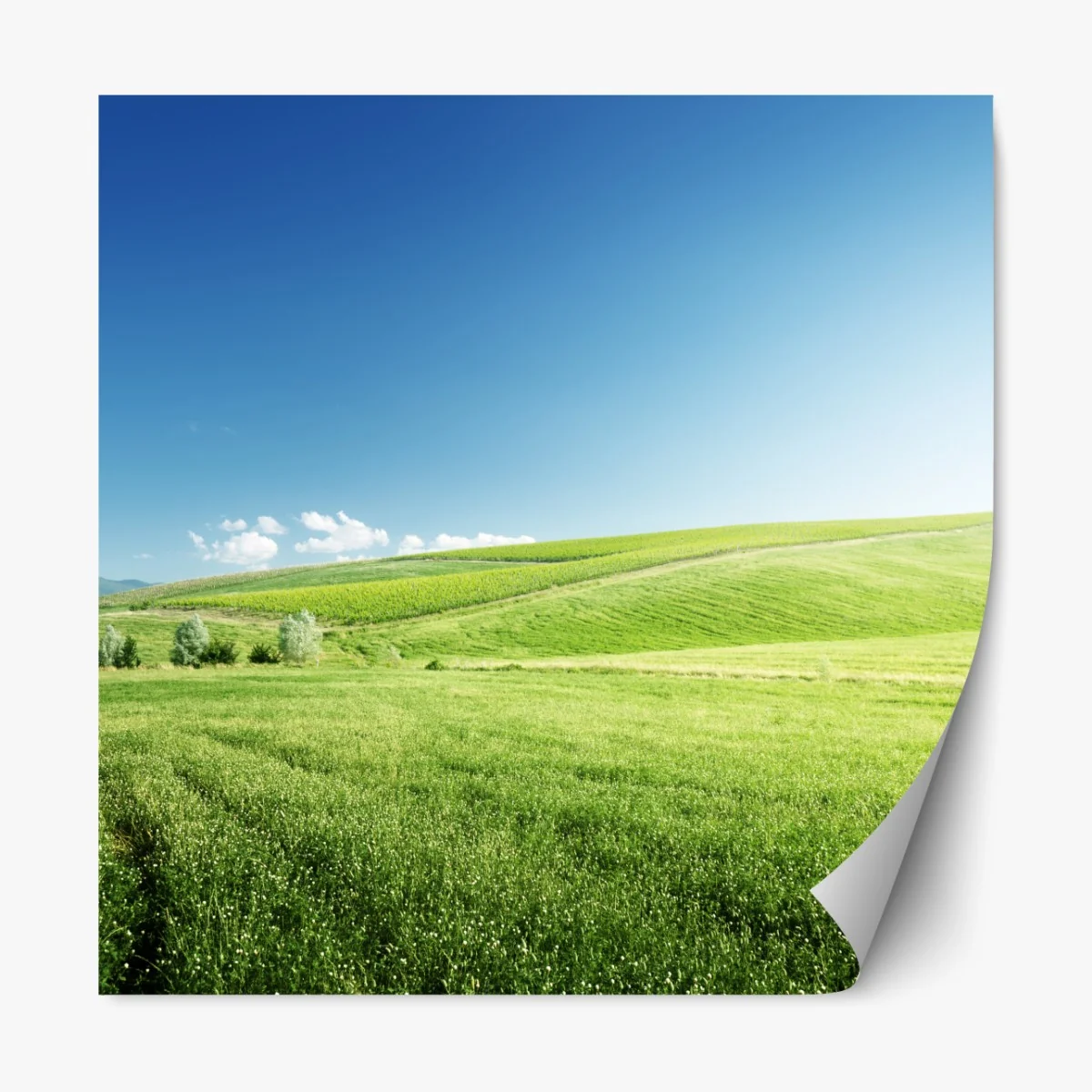 Naklejka repozycjonowalna spokojna zielona łąka – Wallissimo® Naklejka repozycjonowalna spokojna zielona łąka – Wallissimo®