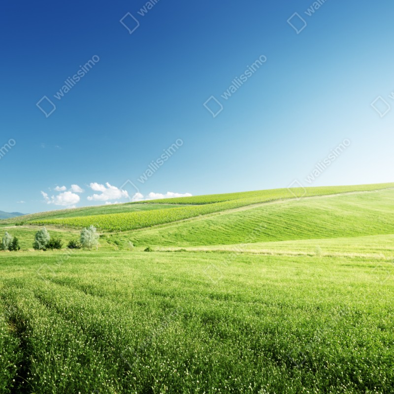 Naklejka repozycjonowalna spokojna zielona łąka – Wallissimo® Naklejka repozycjonowalna spokojna zielona łąka – Wallissimo®