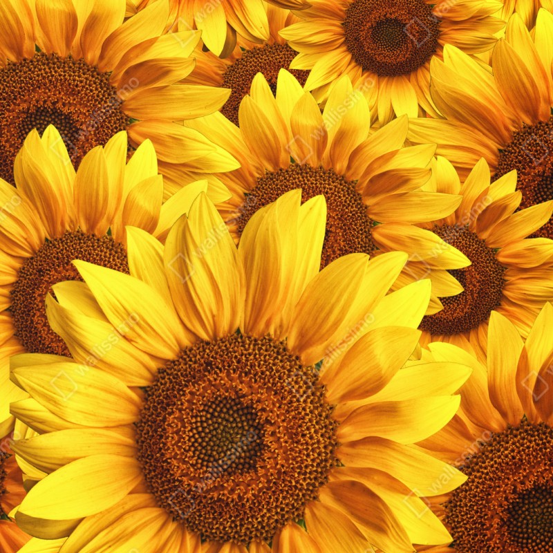 Naklejka repozycjonowalna złoty kwiat słonecznika – Wallissimo® Naklejka repozycjonowalna złoty kwiat słonecznika – Wallissimo®