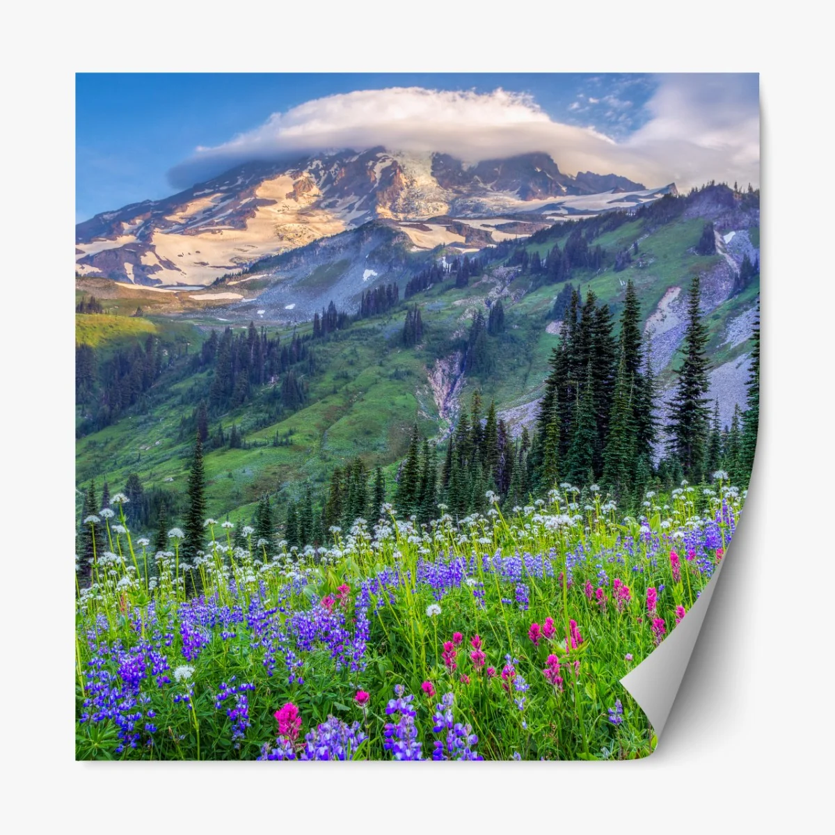 Naklejka repozycjonowalna alpejska łąka pełna kwiatów u stóp ośnieżonych szczytów – Wallissimo® Naklejka repozycjonowalna alpejska łąka pełna kwiatów u stóp ośnieżonych szczytów – Wallissimo®
