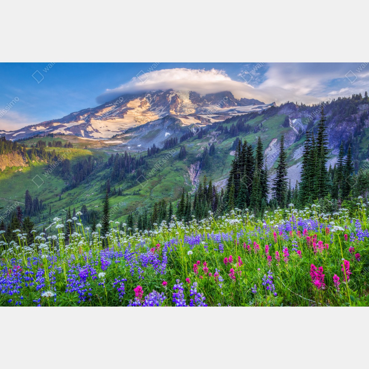 Naklejka repozycjonowalna alpejska łąka pełna kwiatów u stóp ośnieżonych szczytów – Wallissimo® Naklejka repozycjonowalna alpejska łąka pełna kwiatów u stóp ośnieżonych szczytów – Wallissimo®