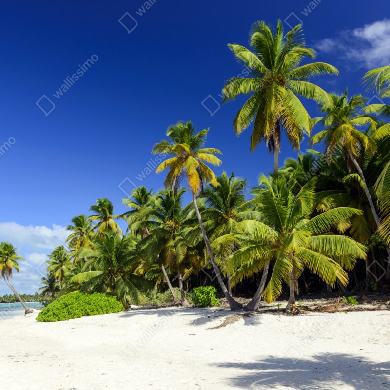 Naklejka repozycjonowalna spokojna Punta Cana tropikalna plaża – Wallissimo® Naklejka repozycjonowalna spokojna Punta Cana tropikalna plaża – Wallissimo®