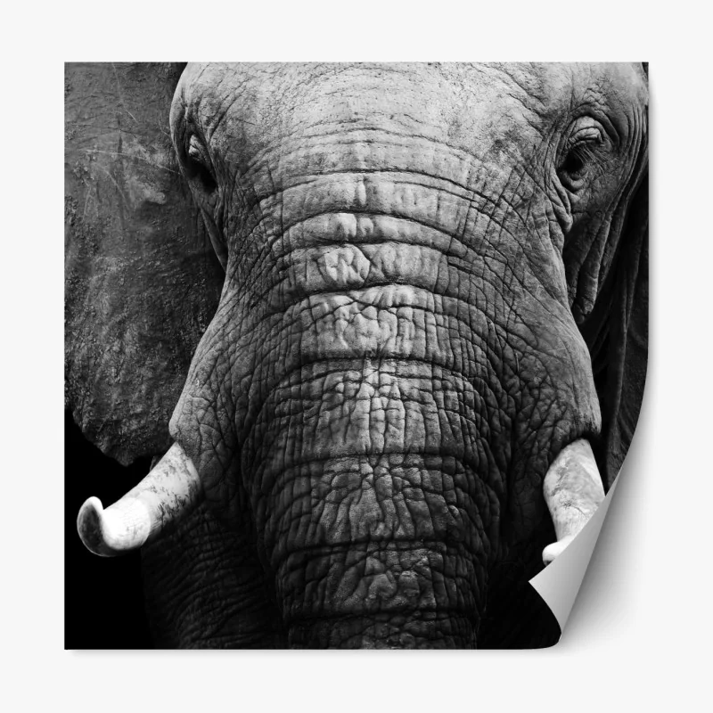 Naklejka repozycjonowalna sucha protea w sepii – Wallissimo®