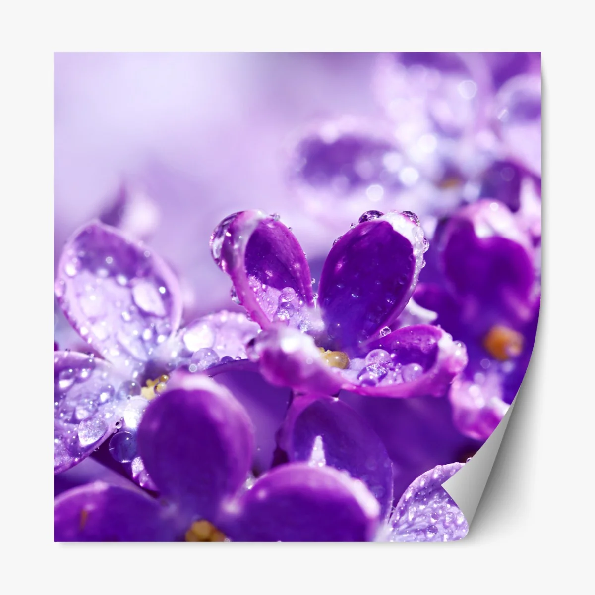 Naklejka repozycjonowalna fioletowy bez z kroplami rosy – Wallissimo® Naklejka repozycjonowalna fioletowy bez z kroplami rosy – Wallissimo®