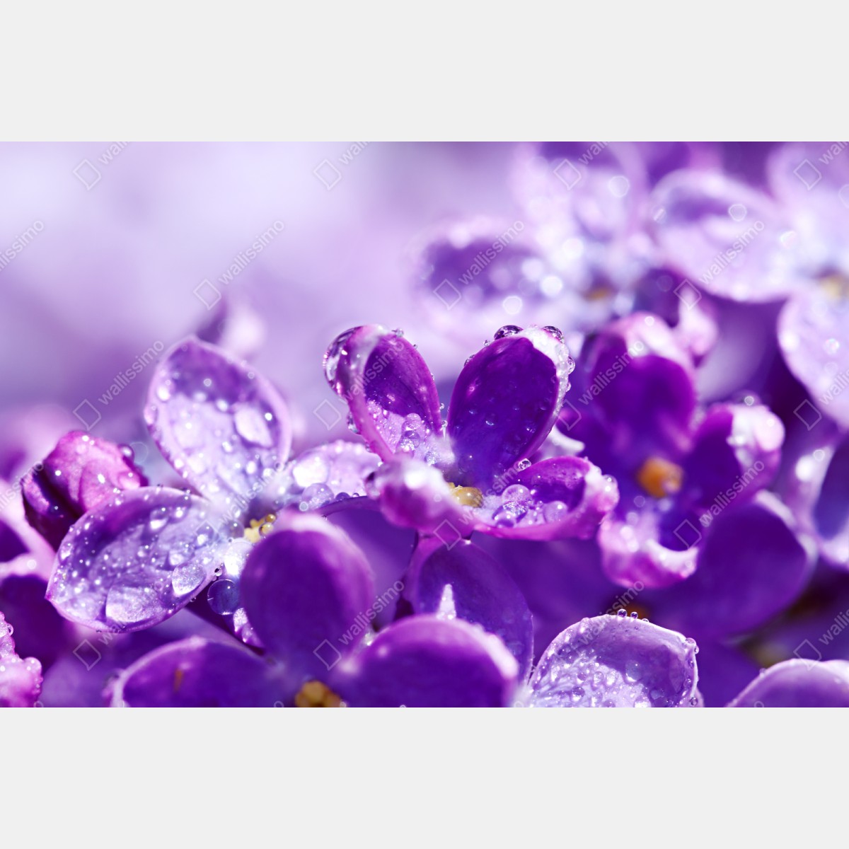 Naklejka repozycjonowalna fioletowy bez z kroplami rosy – Wallissimo® Naklejka repozycjonowalna fioletowy bez z kroplami rosy – Wallissimo®