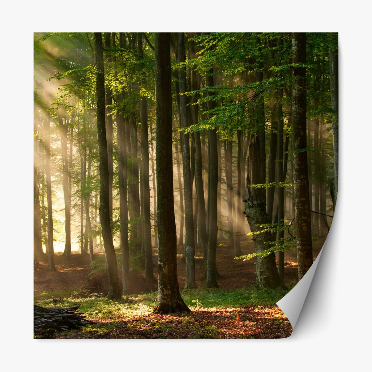 Naklejka repozycjonowalna poranne światło w lesie bukowym – Wallissimo® Naklejka repozycjonowalna poranne światło w lesie bukowym – Wallissimo®
