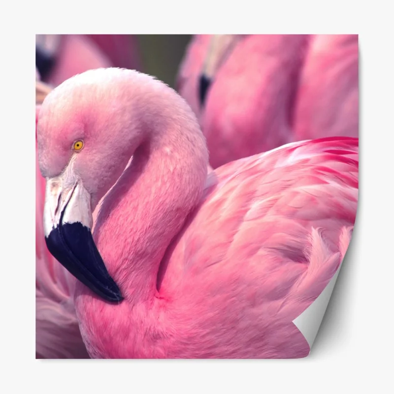 Naklejka repozycjonowalna różowy flaming z bliska