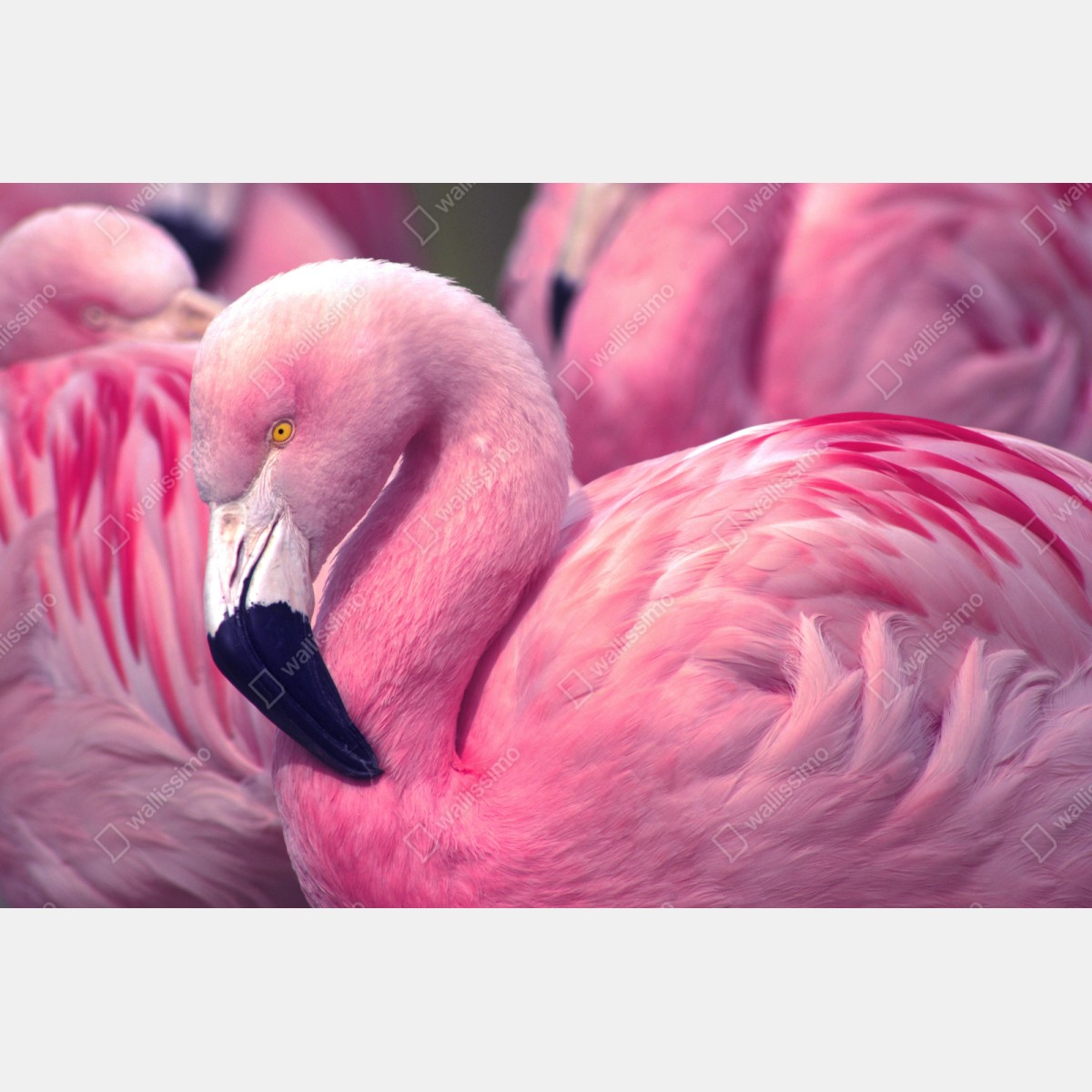 Naklejka repozycjonowalna różowy flaming z bliska – Wallissimo® Naklejka repozycjonowalna różowy flaming z bliska – Wallissimo®