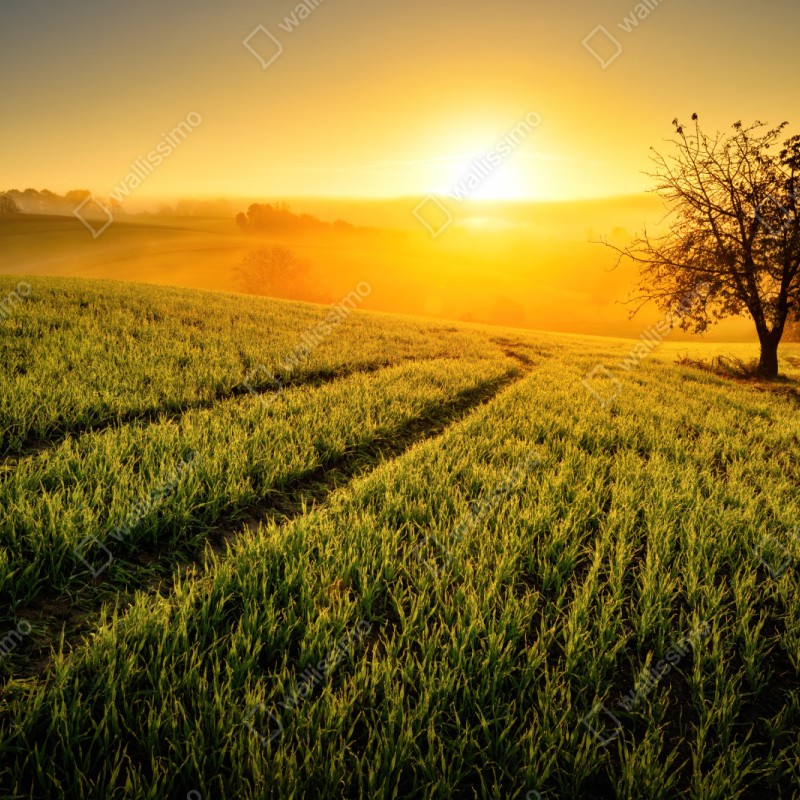 Naklejka repozycjonowalna słoneczna łąka o świcie – Wallissimo® Naklejka repozycjonowalna słoneczna łąka o świcie – Wallissimo®