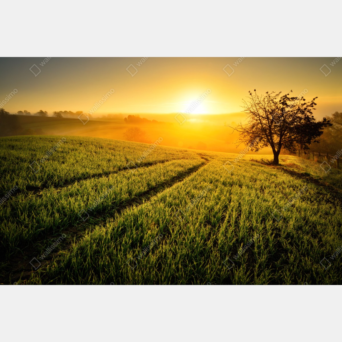 Naklejka repozycjonowalna słoneczna łąka o świcie – Wallissimo® Naklejka repozycjonowalna słoneczna łąka o świcie – Wallissimo®