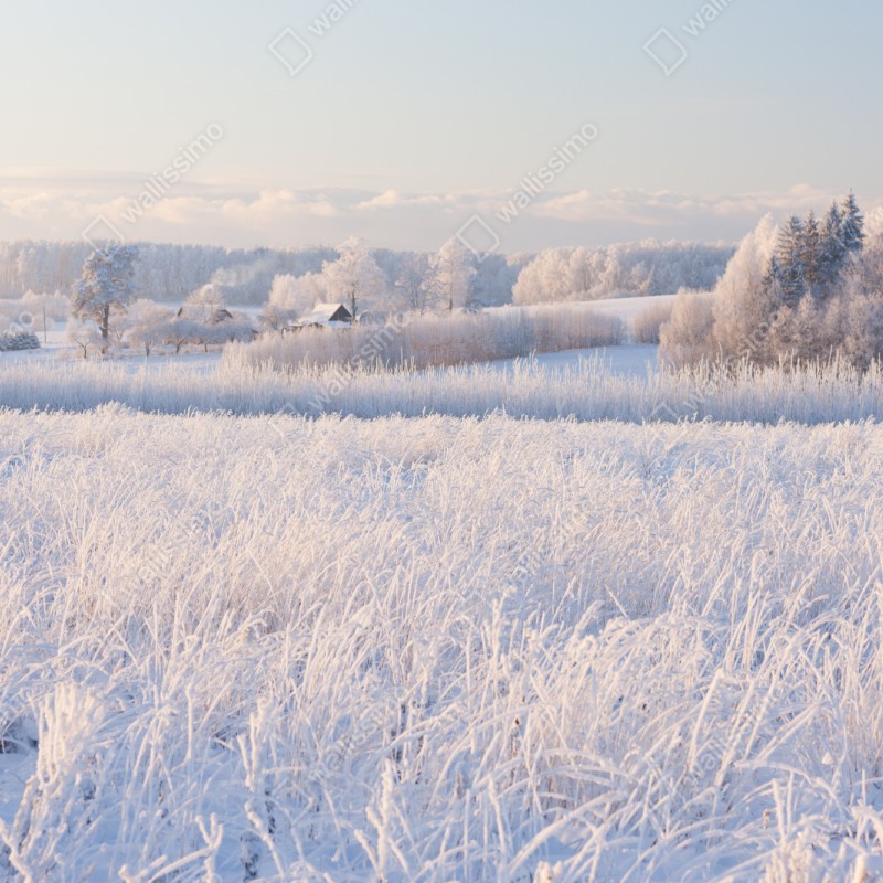 Naklejka repozycjonowalna szronowa łąka o poranku – Wallissimo® Naklejka repozycjonowalna szronowa łąka o poranku – Wallissimo®