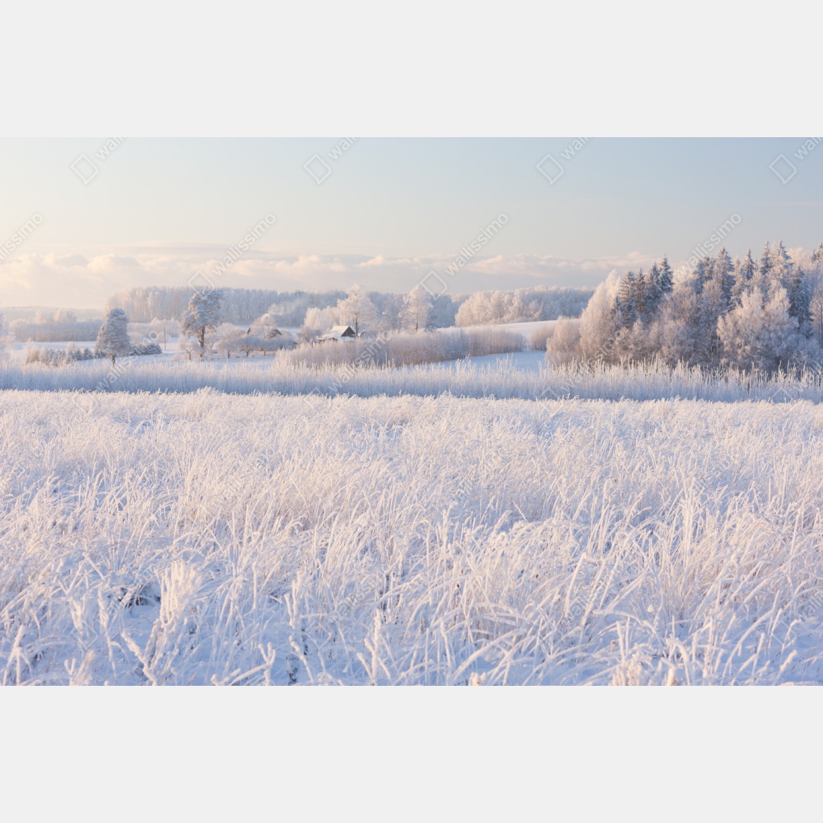 Naklejka repozycjonowalna szronowa łąka o poranku – Wallissimo® Naklejka repozycjonowalna szronowa łąka o poranku – Wallissimo®