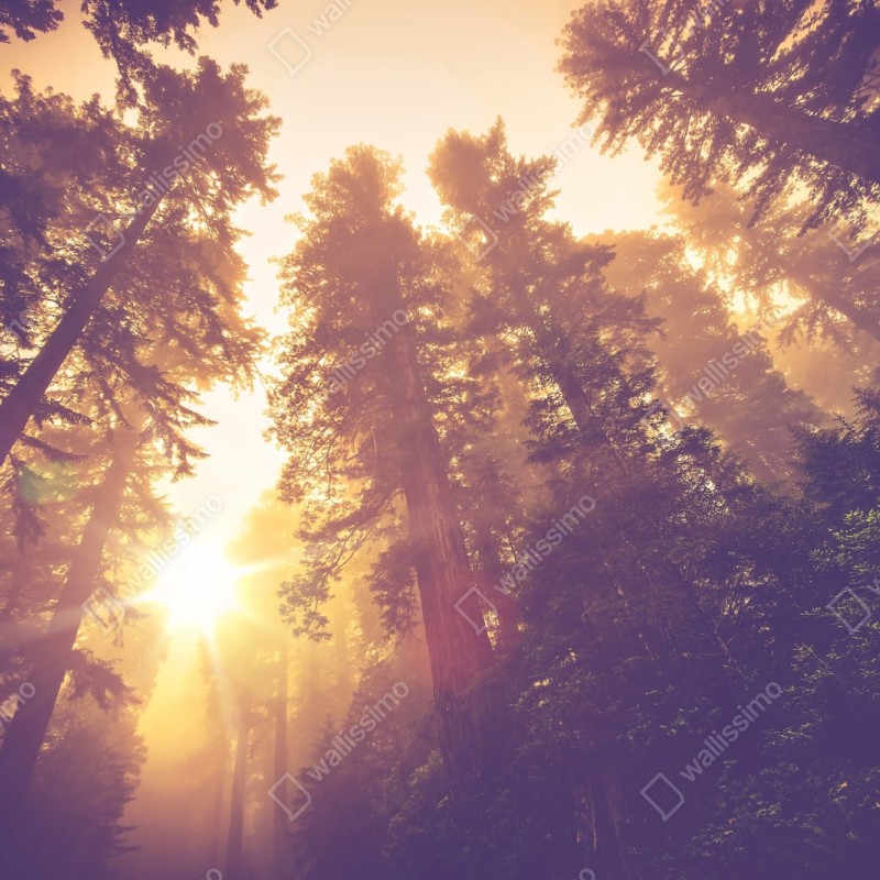 Naklejka repozycjonowalna mglisty las sekwojowy w złotych vintage tonacjach – Wallissimo® Naklejka repozycjonowalna mglisty las sekwojowy w złotych vintage tonacjach – Wallissimo®