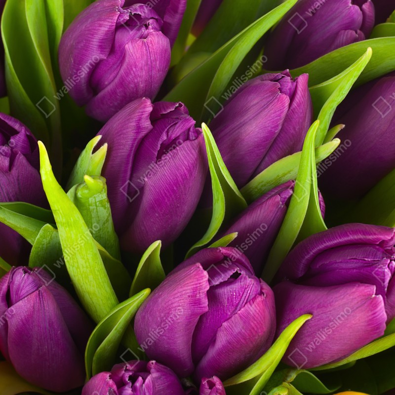 Naklejka repozycjonowalna fioletowy bukiet tulipanów – Wallissimo® Naklejka repozycjonowalna fioletowy bukiet tulipanów – Wallissimo®