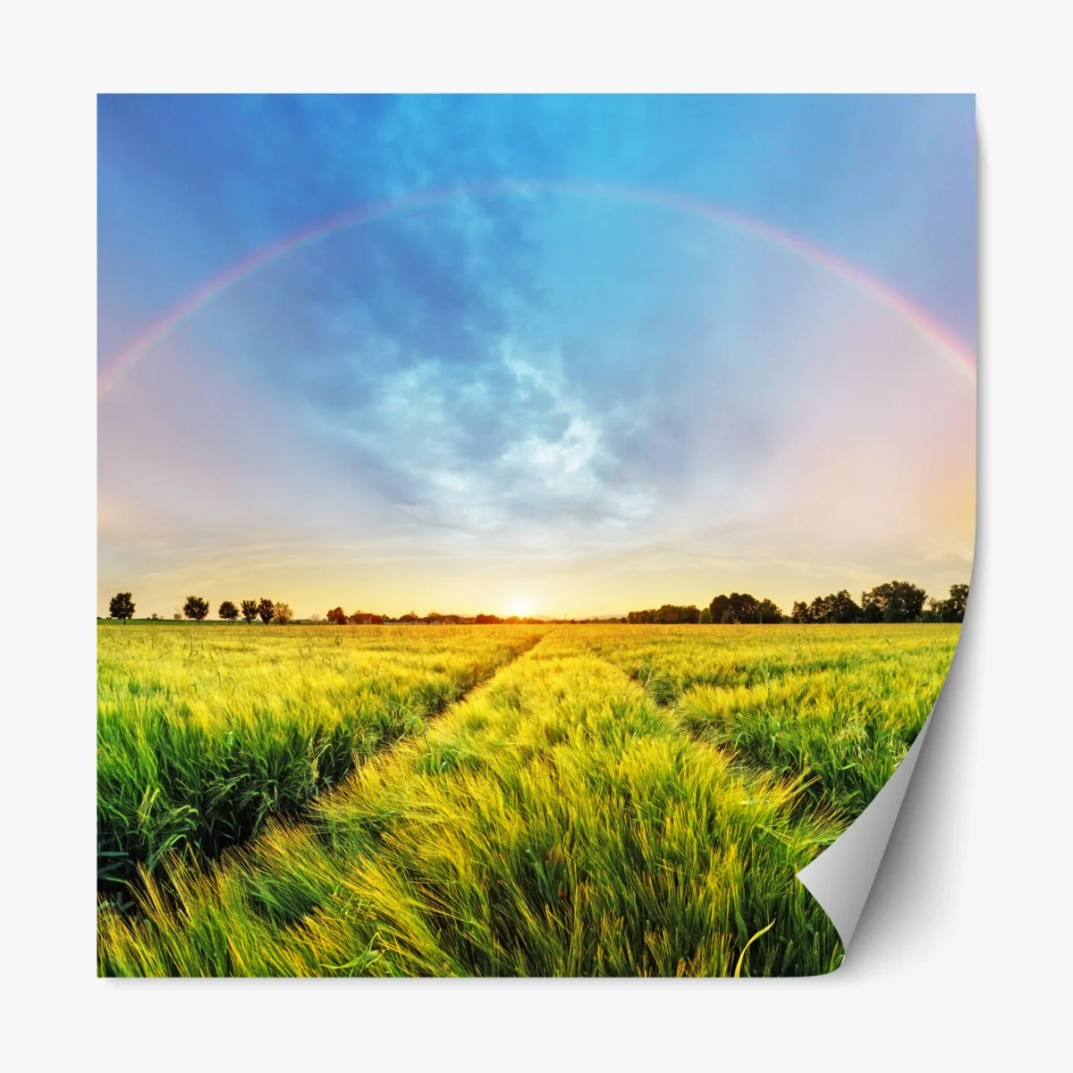 Naklejka repozycjonowalna tęcza nad złotym polem pszenicy o zachodzie słońca – Wallissimo® Naklejka repozycjonowalna tęcza nad złotym polem pszenicy o zachodzie słońca – Wallissimo®