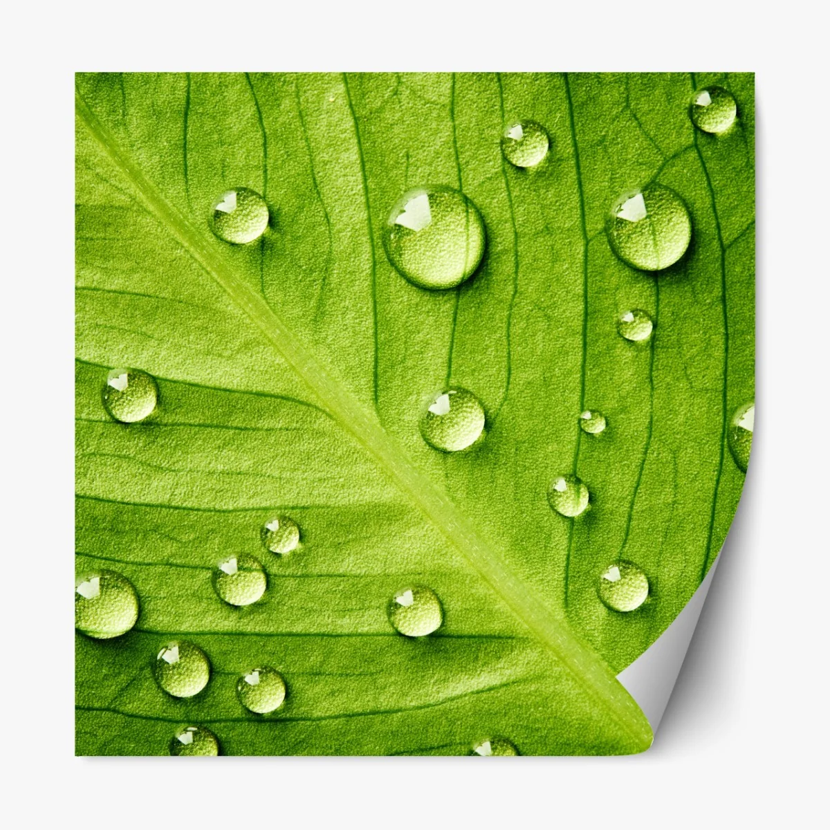 Naklejka repozycjonowalna świeży zielony liść z kroplami wody – Wallissimo® Naklejka repozycjonowalna świeży zielony liść z kroplami wody – Wallissimo®