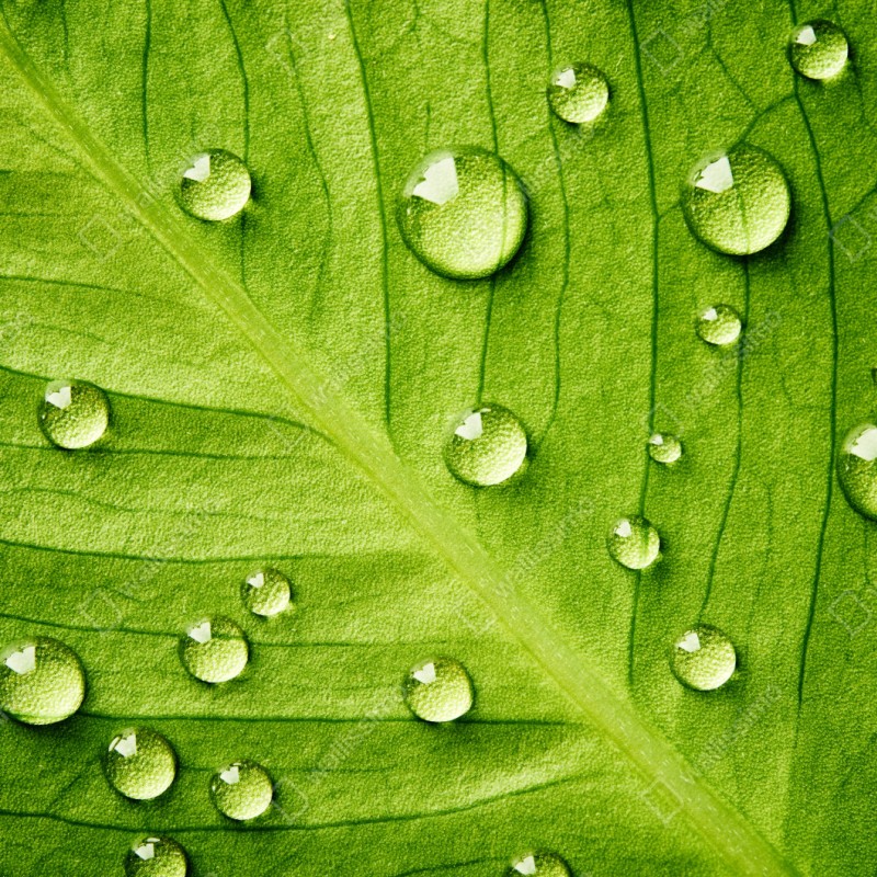 Naklejka repozycjonowalna świeży zielony liść z kroplami wody – Wallissimo® Naklejka repozycjonowalna świeży zielony liść z kroplami wody – Wallissimo®