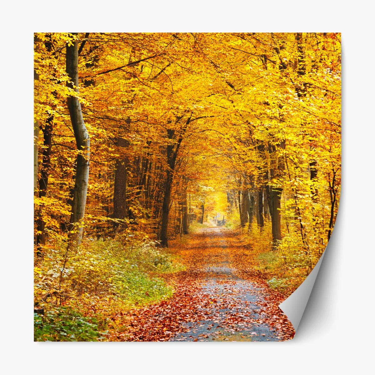 Naklejka repozycjonowalna złota ścieżka w jesiennym lesie – Wallissimo® Naklejka repozycjonowalna złota ścieżka w jesiennym lesie – Wallissimo®