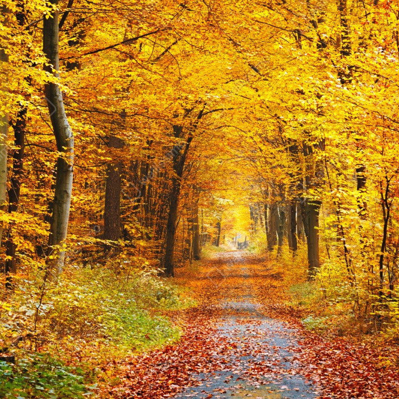 Naklejka repozycjonowalna złota ścieżka w jesiennym lesie – Wallissimo® Naklejka repozycjonowalna złota ścieżka w jesiennym lesie – Wallissimo®