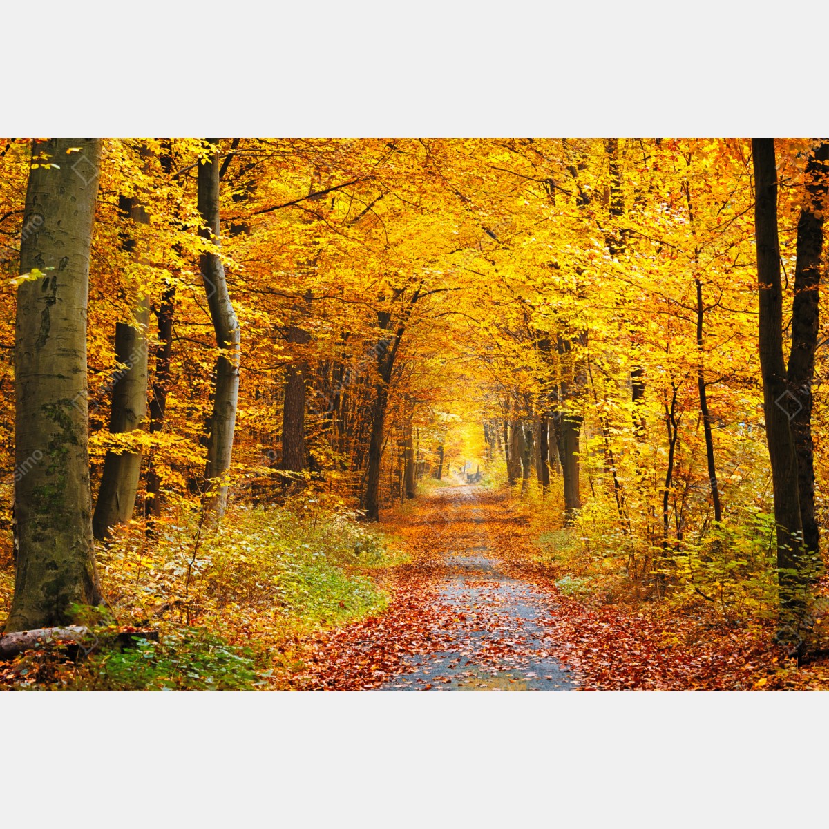 Naklejka repozycjonowalna złota ścieżka w jesiennym lesie – Wallissimo® Naklejka repozycjonowalna złota ścieżka w jesiennym lesie – Wallissimo®