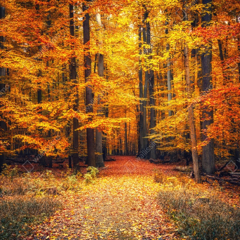 Naklejka repozycjonowalna jesienny las ze złotą ścieżką – Wallissimo® Naklejka repozycjonowalna jesienny las ze złotą ścieżką – Wallissimo®