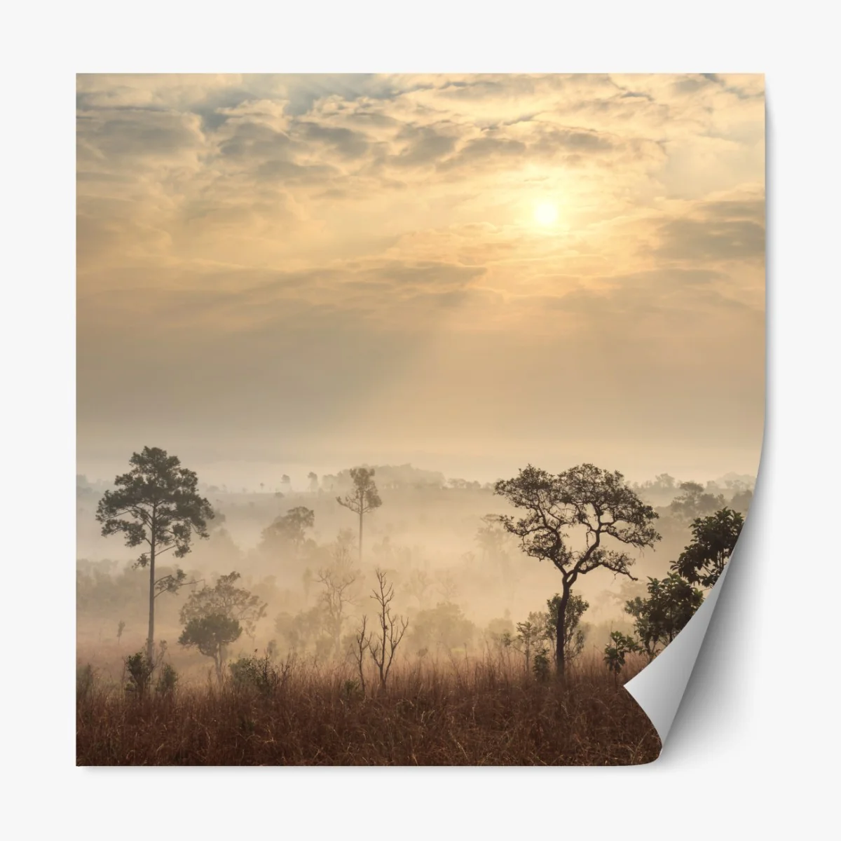 Naklejka repozycjonowalna Tajlandia sawanna o wschodzie słońca – Wallissimo® Naklejka repozycjonowalna Tajlandia sawanna o wschodzie słońca – Wallissimo®