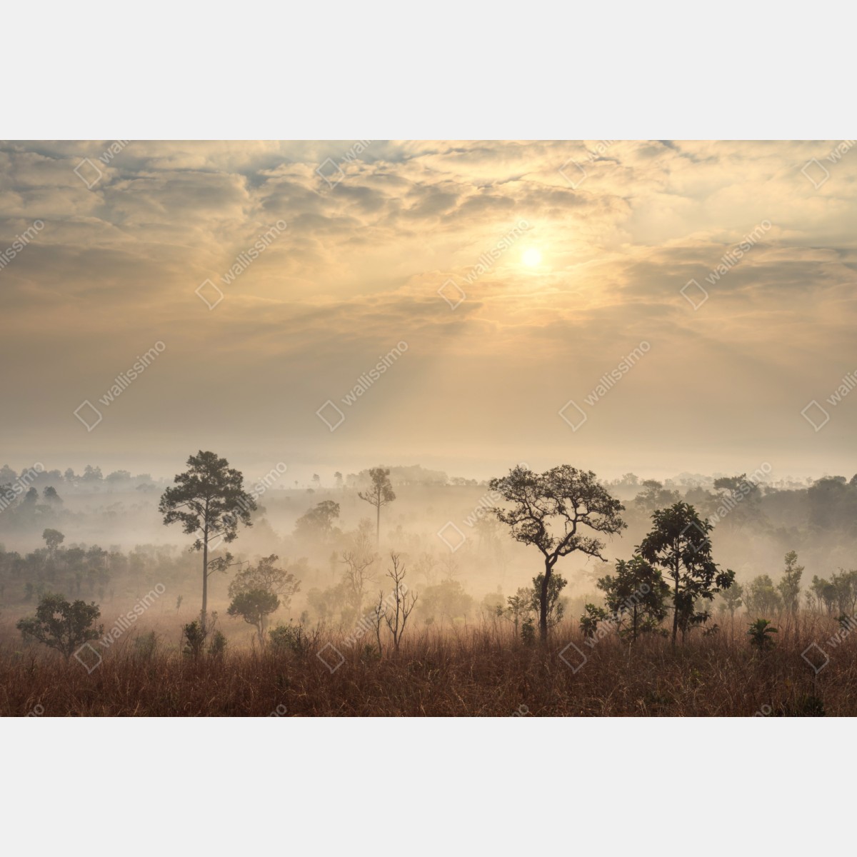 Naklejka repozycjonowalna Tajlandia sawanna o wschodzie słońca – Wallissimo® Naklejka repozycjonowalna Tajlandia sawanna o wschodzie słońca – Wallissimo®