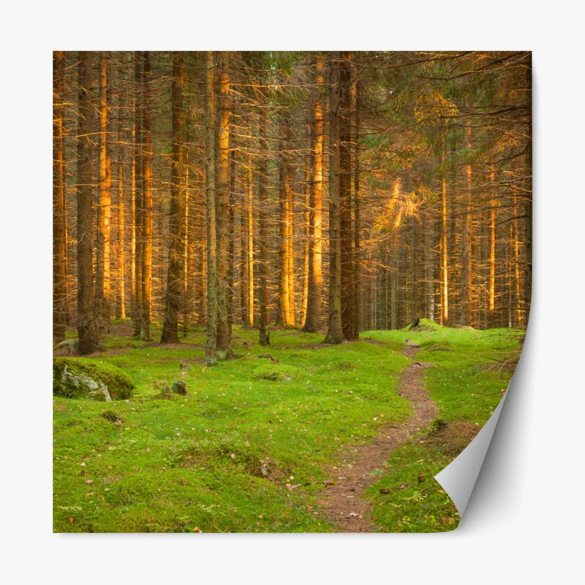 Naklejka repozycjonowalna złote światło lesie sosnowym porośniętym mchem – Wallissimo® Naklejka repozycjonowalna złote światło lesie sosnowym porośniętym mchem – Wallissimo®