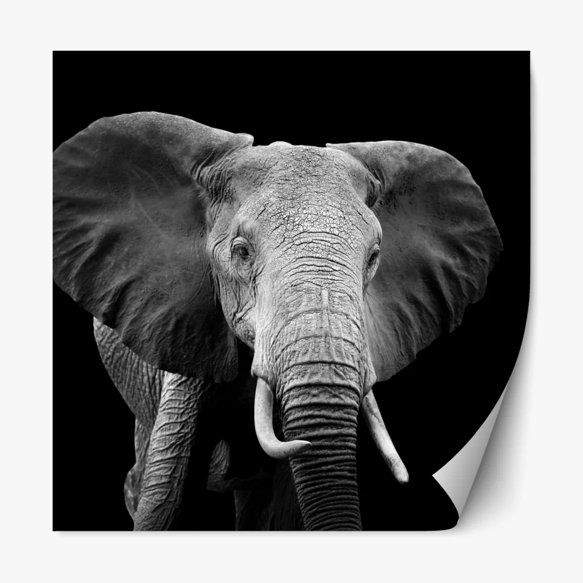 Naklejka repozycjonowalna majestatyczny portret słonia czarno-biały – Wallissimo® Naklejka repozycjonowalna majestatyczny portret słonia czarno-biały – Wallissimo®