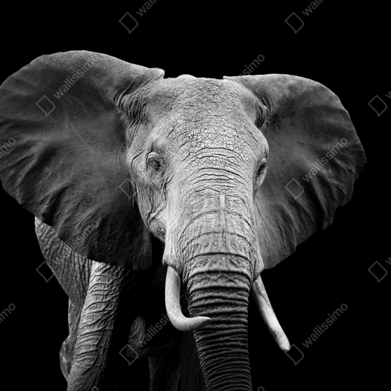 Naklejka repozycjonowalna majestatyczny portret słonia czarno-biały – Wallissimo® Naklejka repozycjonowalna majestatyczny portret słonia czarno-biały – Wallissimo®
