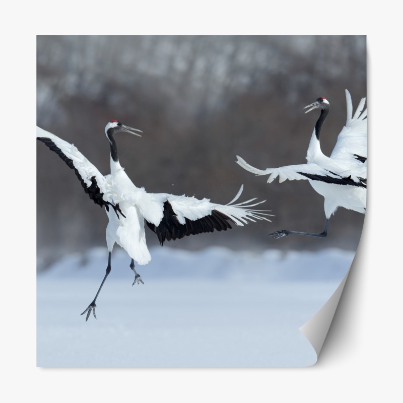 Naklejka repozycjonowalna tańczące żurawie koroniaste na śniegu, Hokkaido
