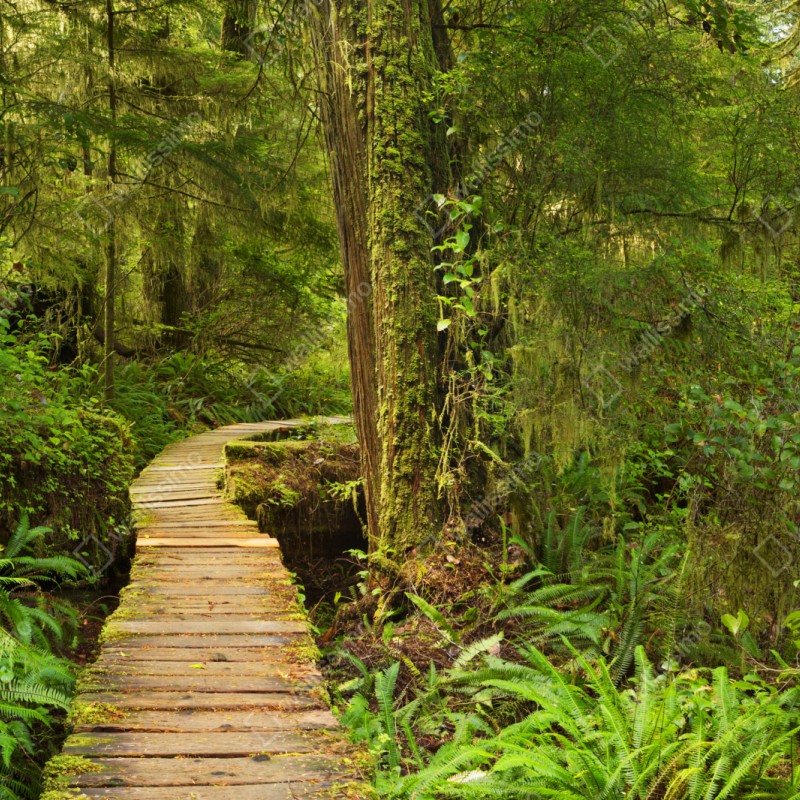 Naklejka repozycjonowalna pomost w lesie deszczowym Pacific Rim – Wallissimo® Naklejka repozycjonowalna pomost w lesie deszczowym Pacific Rim – Wallissimo®