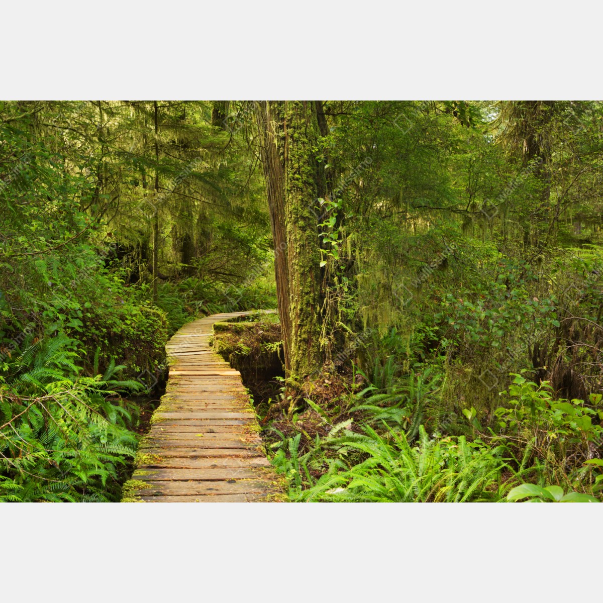 Naklejka repozycjonowalna pomost w lesie deszczowym Pacific Rim – Wallissimo® Naklejka repozycjonowalna pomost w lesie deszczowym Pacific Rim – Wallissimo®
