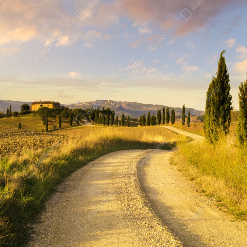 Naklejka repozycjonowalna złota wiejska droga wśród cyprysów – Wallissimo® Naklejka repozycjonowalna złota wiejska droga wśród cyprysów – Wallissimo®