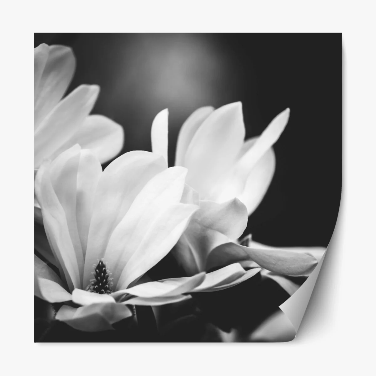 Naklejka repozycjonowalna czarno-biała magnolia w zbliżeniu – Wallissimo® Naklejka repozycjonowalna czarno-biała magnolia w zbliżeniu – Wallissimo®
