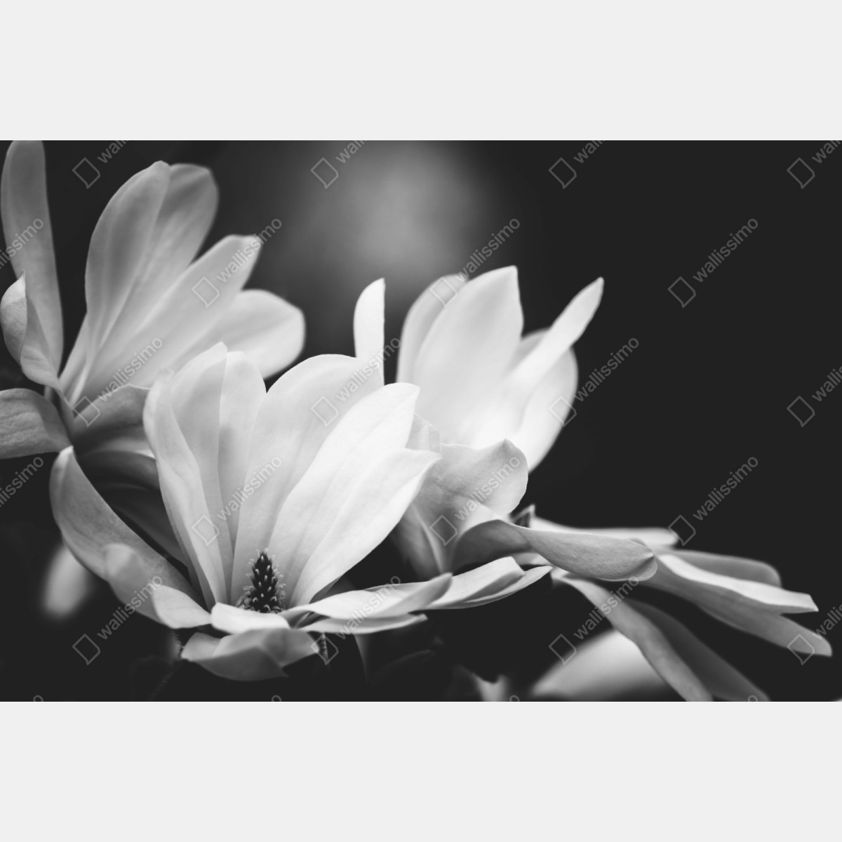Naklejka repozycjonowalna czarno-biała magnolia w zbliżeniu – Wallissimo® Naklejka repozycjonowalna czarno-biała magnolia w zbliżeniu – Wallissimo®