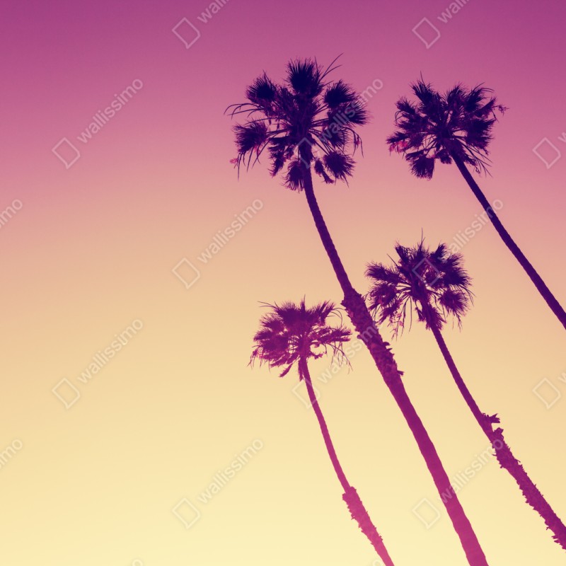 Naklejka repozycjonowalna palmy z Kalifornii na Sunset Cliffs – Wallissimo® Naklejka repozycjonowalna palmy z Kalifornii na Sunset Cliffs – Wallissimo®
