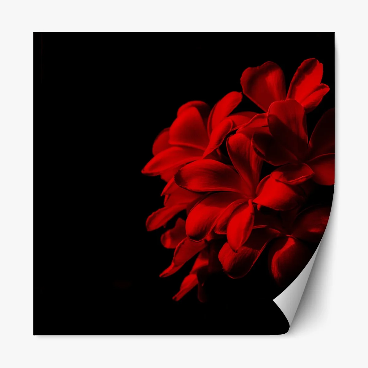 Naklejka repozycjonowalna czerwona plumeria na czarnym tle – Wallissimo® Naklejka repozycjonowalna czerwona plumeria na czarnym tle – Wallissimo®