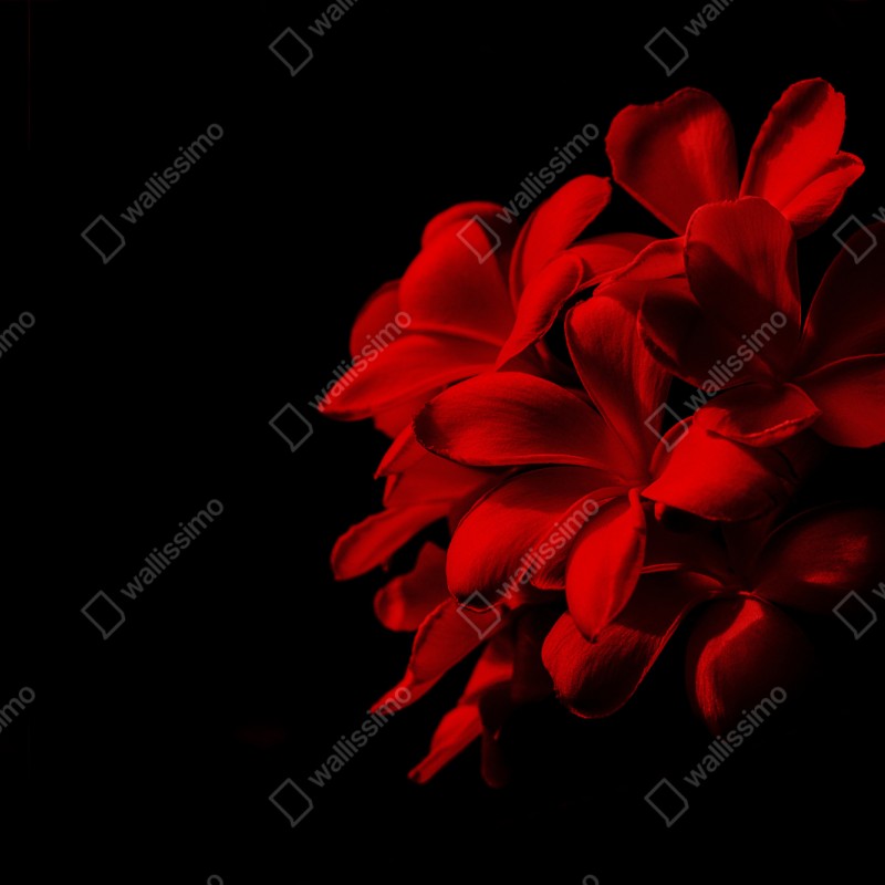 Naklejka repozycjonowalna czerwona plumeria na czarnym tle – Wallissimo® Naklejka repozycjonowalna czerwona plumeria na czarnym tle – Wallissimo®