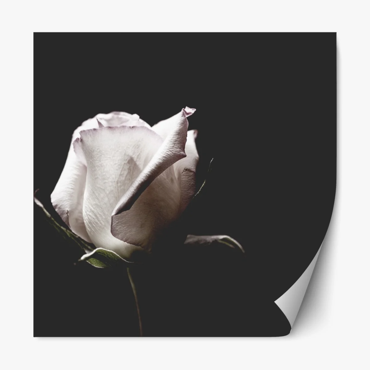 Naklejka repozycjonowalna biały róż na czarnym tle – Wallissimo® Naklejka repozycjonowalna biały róż na czarnym tle – Wallissimo®