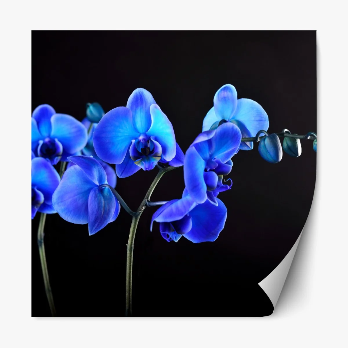 Naklejka repozycjonowalna intensywna niebieska orchidea na czarnym tle – Wallissimo® Naklejka repozycjonowalna intensywna niebieska orchidea na czarnym tle – Wallissimo®