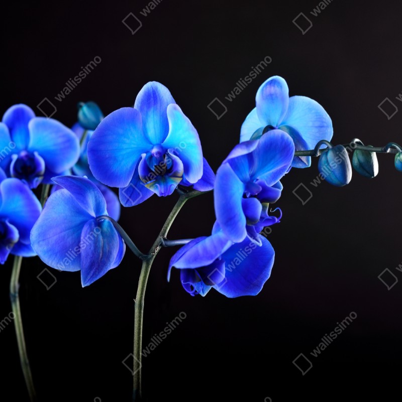 Naklejka repozycjonowalna intensywna niebieska orchidea na czarnym tle – Wallissimo® Naklejka repozycjonowalna intensywna niebieska orchidea na czarnym tle – Wallissimo®