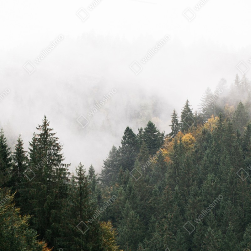 Naklejka repozycjonowalna mglisty górski las – Wallissimo® Naklejka repozycjonowalna mglisty górski las – Wallissimo®