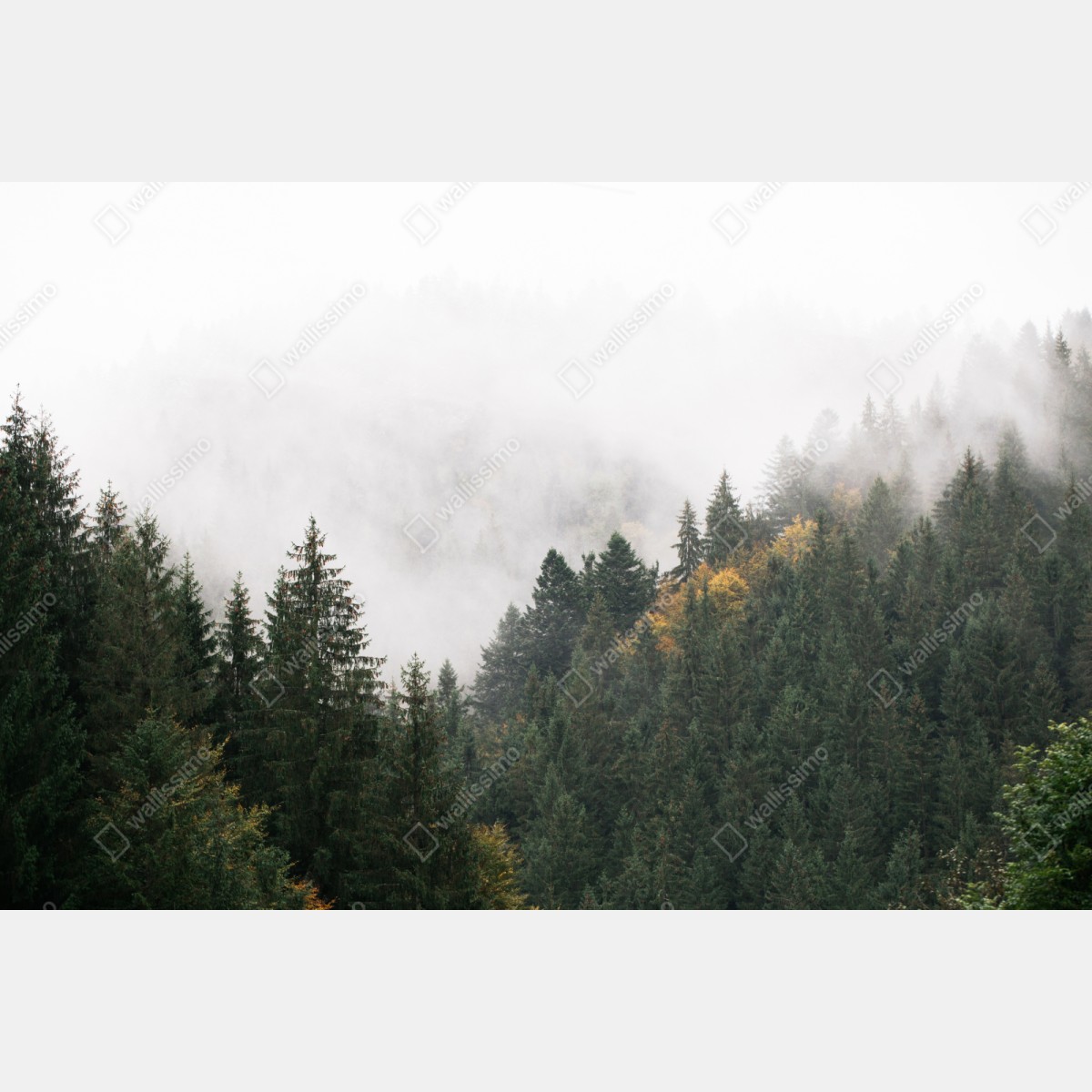 Naklejka repozycjonowalna mglisty górski las – Wallissimo® Naklejka repozycjonowalna mglisty górski las – Wallissimo®