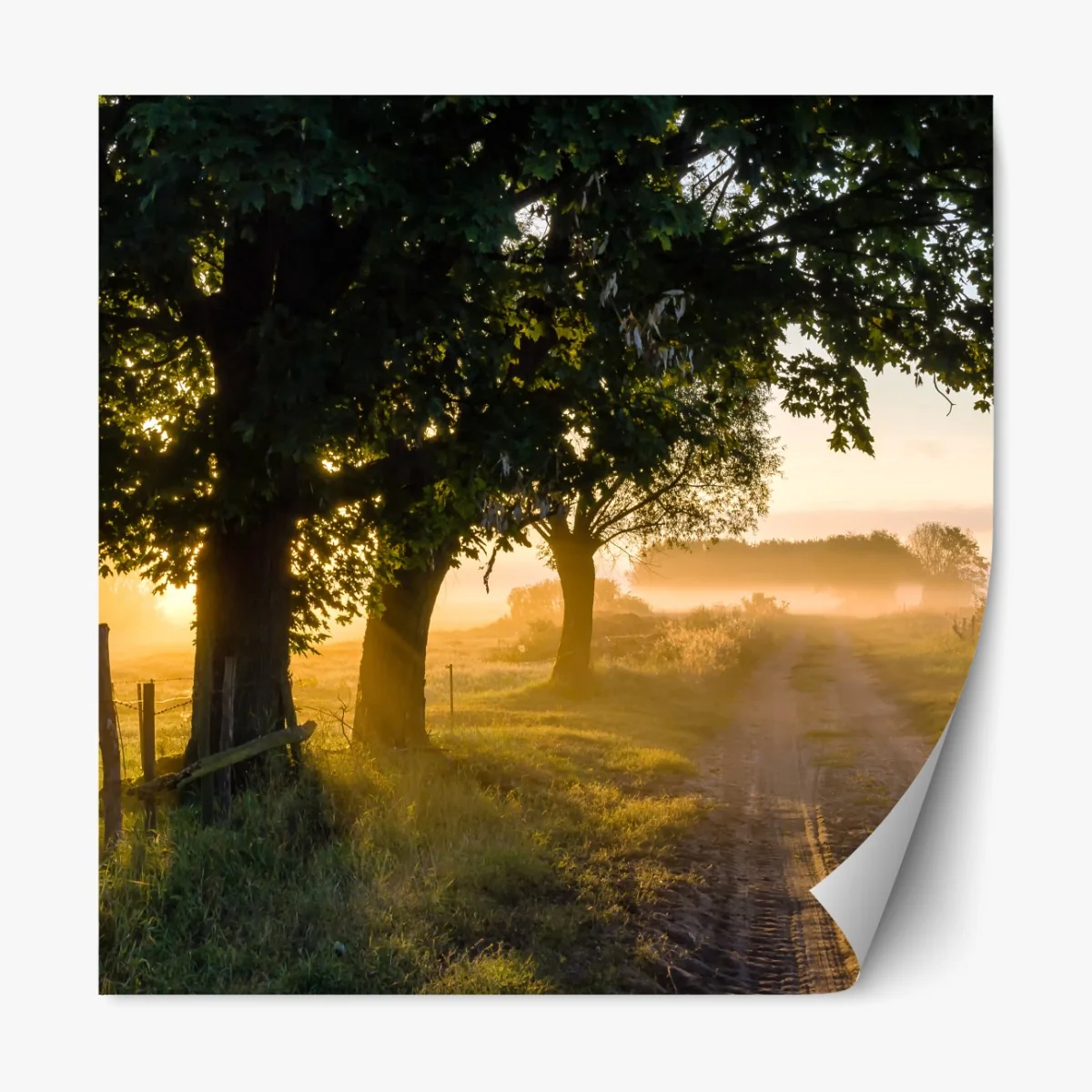 Naklejka repozycjonowalna słoneczna wiejska droga o świcie – Wallissimo® Naklejka repozycjonowalna słoneczna wiejska droga o świcie – Wallissimo®
