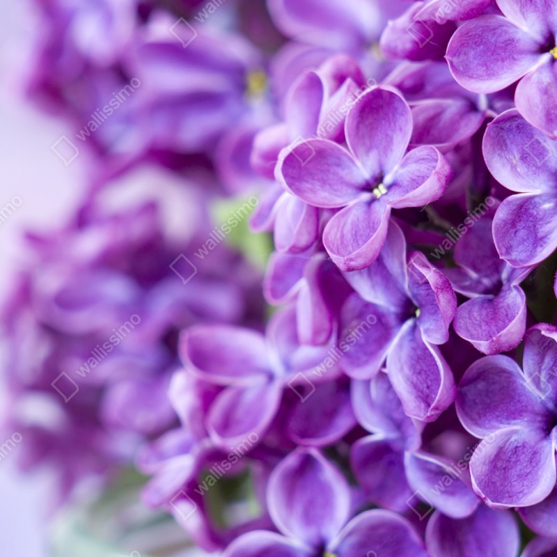 Naklejka repozycjonowalna fioletowe kwiaty lilaka zbliżenie – Wallissimo® Naklejka repozycjonowalna fioletowe kwiaty lilaka zbliżenie – Wallissimo®