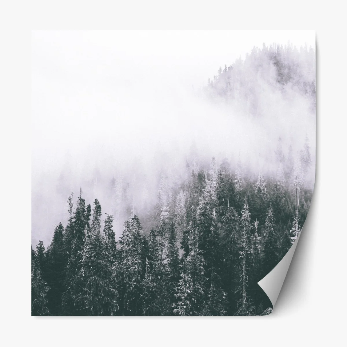 Naklejka repozycjonowalna mglisty las iglasty – Wallissimo® Naklejka repozycjonowalna mglisty las iglasty – Wallissimo®