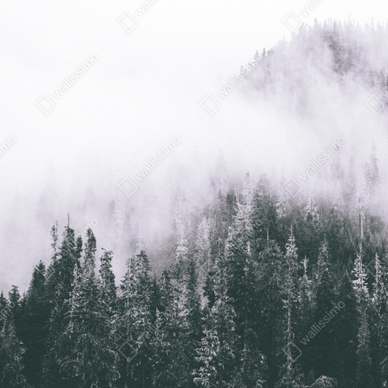 Naklejka repozycjonowalna mglisty las iglasty – Wallissimo® Naklejka repozycjonowalna mglisty las iglasty – Wallissimo®