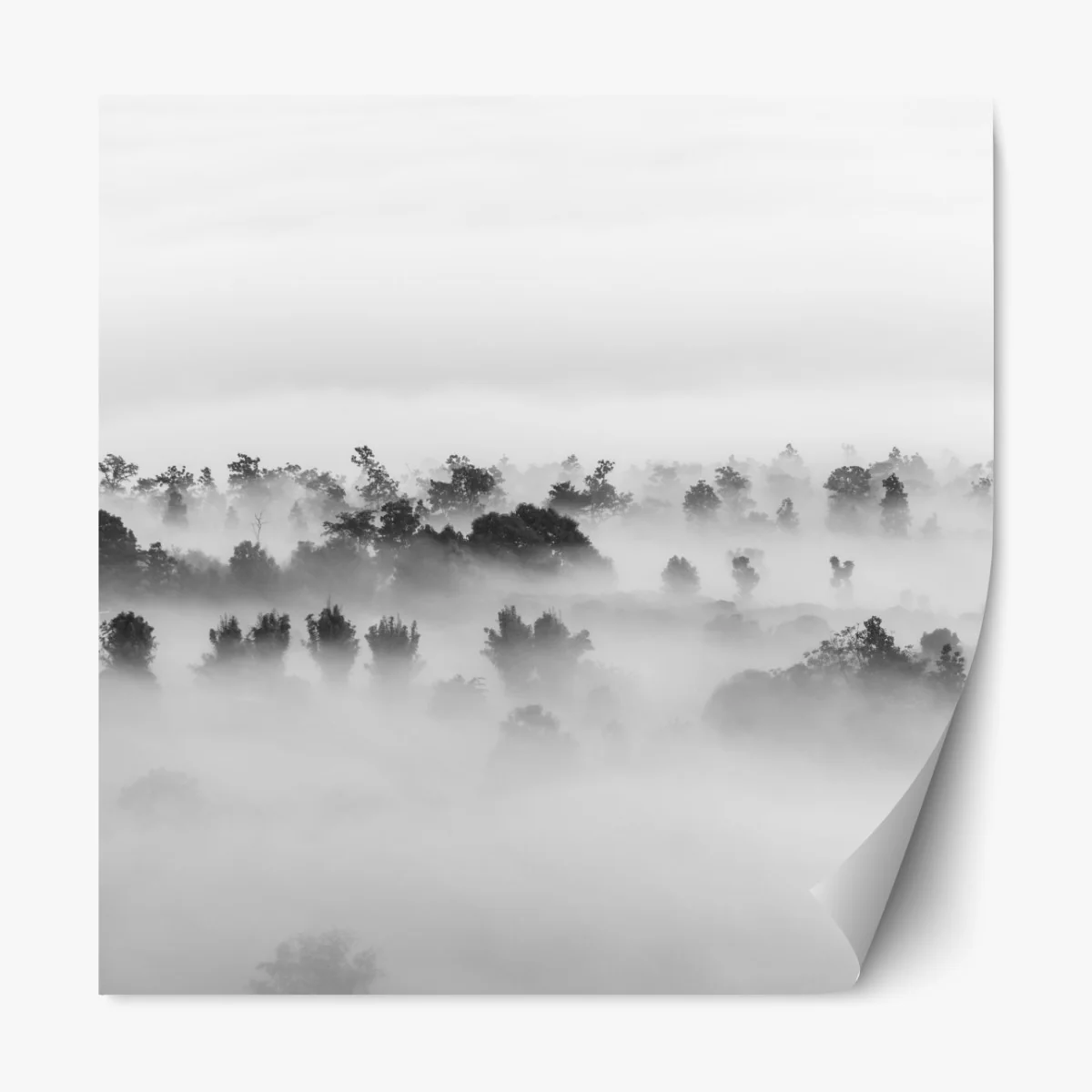 Naklejka repozycjonowalna mglisty las czarno-biały – Wallissimo® Naklejka repozycjonowalna mglisty las czarno-biały – Wallissimo®